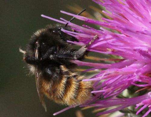 Bombus pomorum